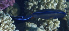 Acanthurus sohal