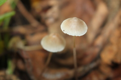 Mycena filopes