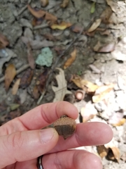 Quercus laurifolia