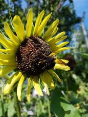 Xylocopa appendiculata circumvolans