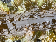Saccharina latissima