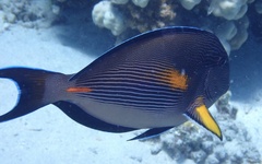 Acanthurus sohal