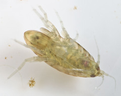 Hyalella