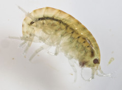 Hyalella