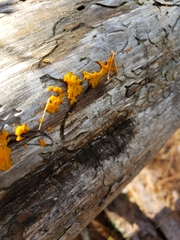 Dacrymyces spathularia