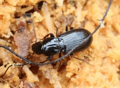Pterostichus