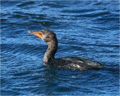 Microcarbo africanus