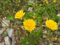 Crepis commutata