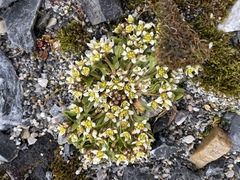Cochlearia groenlandica