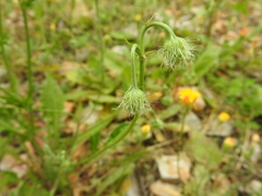 Crepis commutata