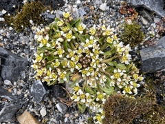 Cochlearia groenlandica