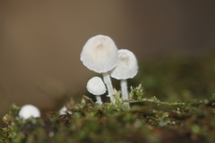 Mycena tenerrima