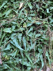 Asplenium rhizophyllum