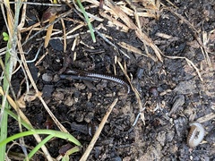 Cylindroiulus caeruleocinctus