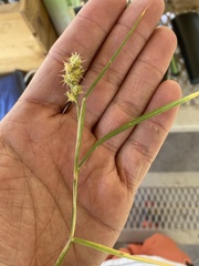 Cenchrus echinatus