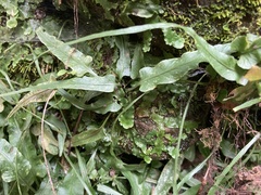Asplenium rhizophyllum