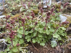 Saxifraga cernua