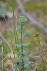 Hylotelephium maximum