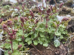 Saxifraga cernua