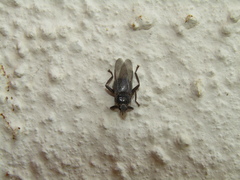 Pseudolynchia canariensis