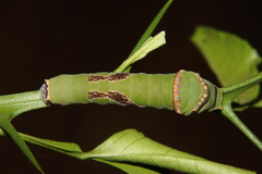 Papilio demodocus demodocus