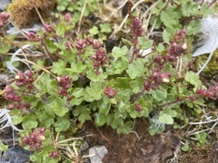 Saxifraga cernua