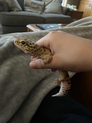 Eublepharis macularius