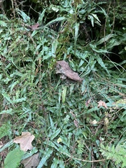 Asplenium rhizophyllum