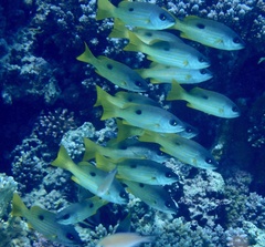 Lutjanus ehrenbergii