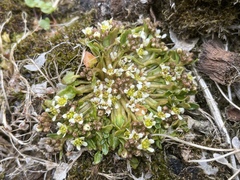 Cochlearia groenlandica