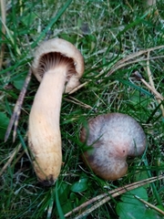 Chroogomphus rutilus