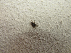 Pseudolynchia canariensis