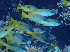 Lutjanus ehrenbergii