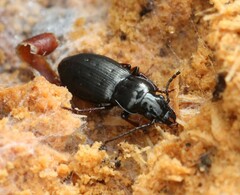 Pterostichus oblongopunctatus