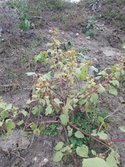 Xanthium orientale riparium