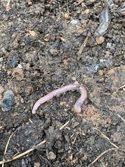 Lumbricus terrestris