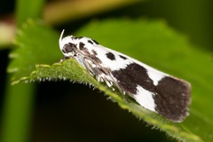 Ethmia quadrillella