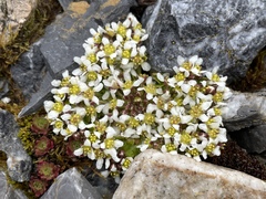 Cochlearia groenlandica