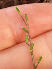 Triglochin laxiflora