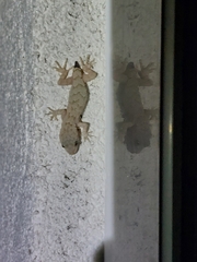 Mediodactylus danilewskii