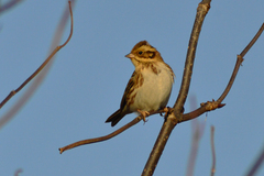 Emberiza rustica