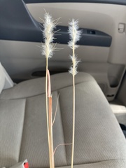 Bothriochloa barbinodis