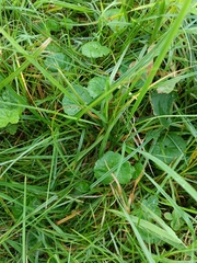 Hydrocotyle vulgaris