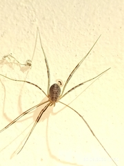 Opilio parietinus