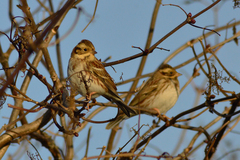 Emberiza rustica