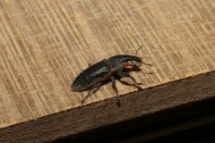 Lixus bituberculatus