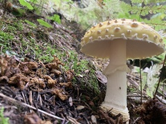 Amanita muscaria guessowii