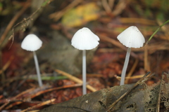 Mycena galopus