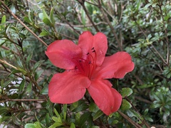 Rhododendron oldhamii