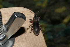 Lixus bituberculatus